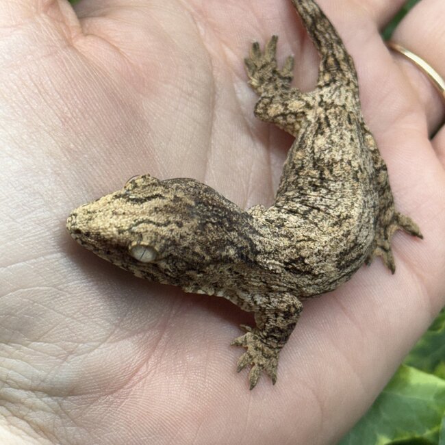 Leachianus Gecko GTX