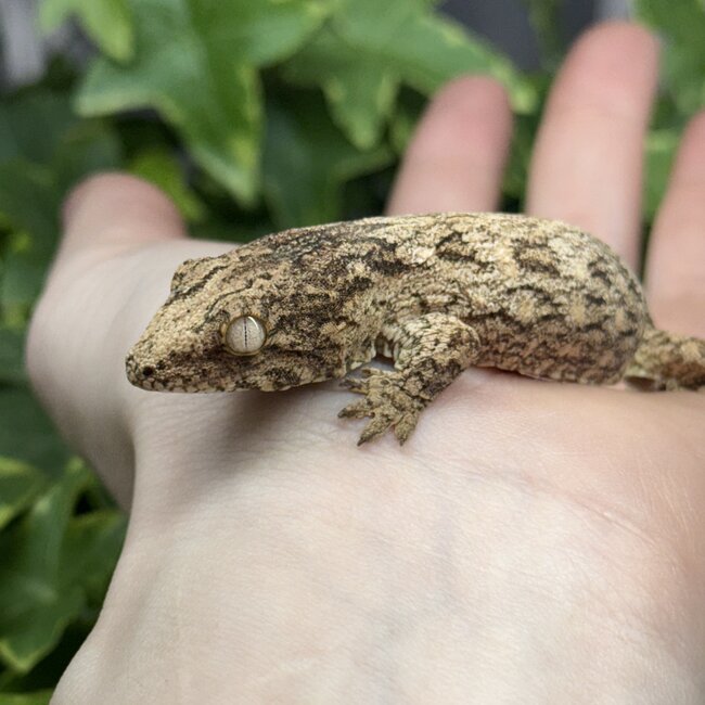 Leachianus Gecko GTX
