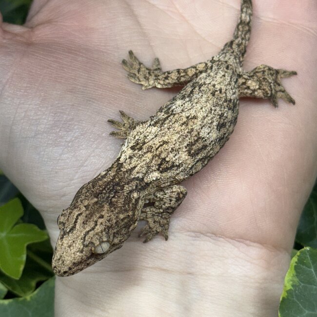 Leachianus Gecko GTX