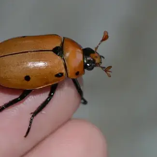 Grapevine Beetle, Pelidnota punctata Grub Kit