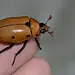 Grapevine Beetle, Pelidnota punctata Grub Kit