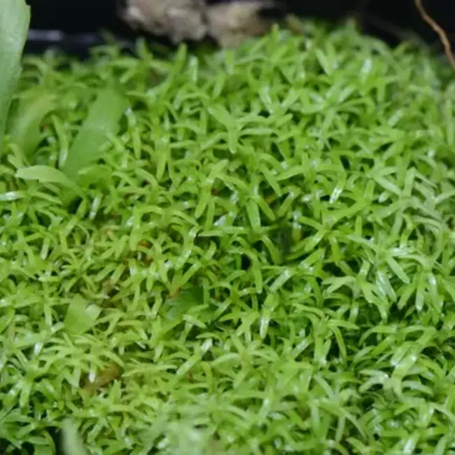 Octoblepharum sp. Moss