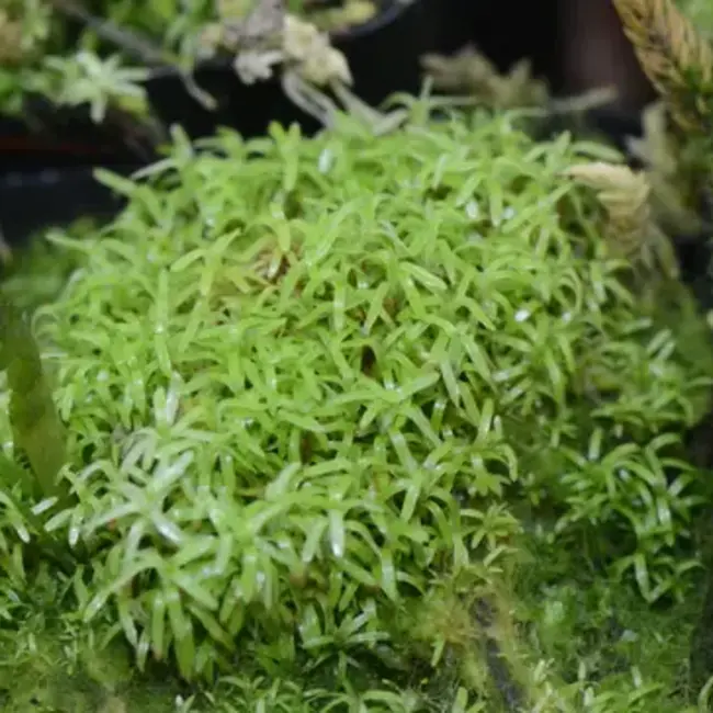 Octoblepharum sp. Moss