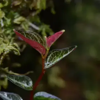 Peperomia aff. tovariana "Red"