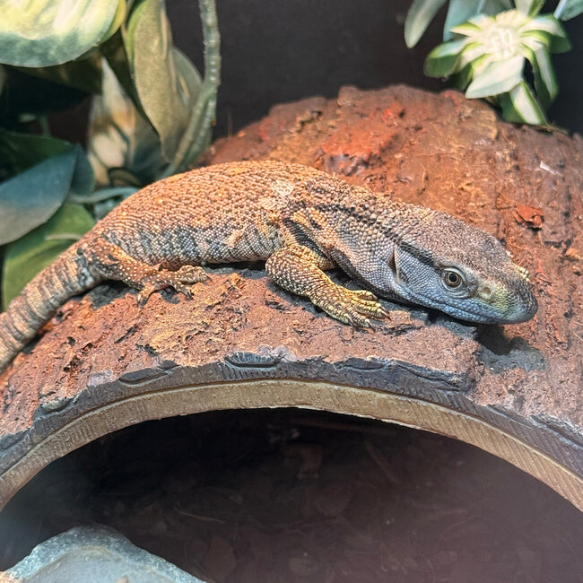Black Throat Monitor Baby