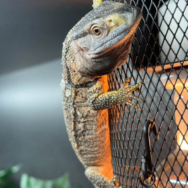 Black Throat Monitor Baby