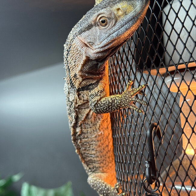 Black Throat Monitor Baby