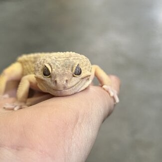 Leopard Gecko 'Bubbles' SP