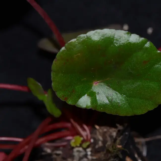 Begonia coriacea