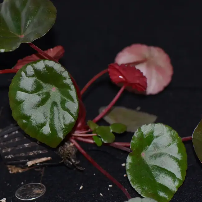Begonia coriacea