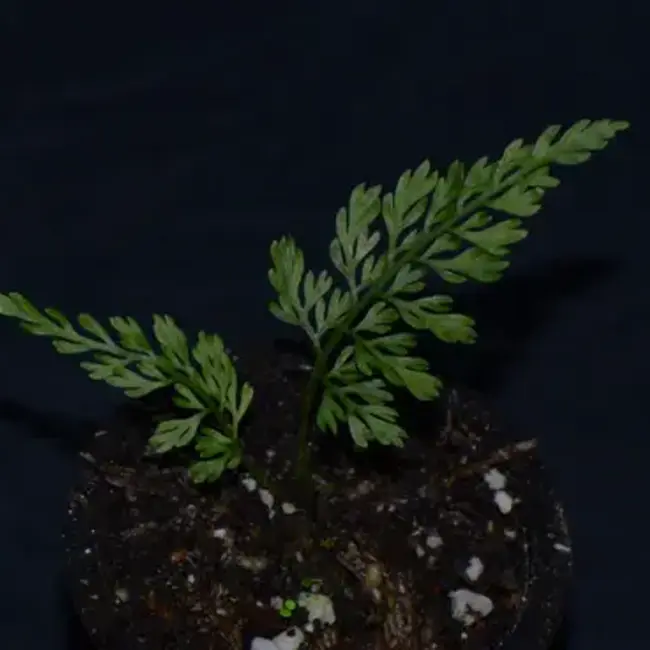 Asplenium sp. "Chazuta