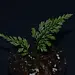 Asplenium sp. "Chazuta