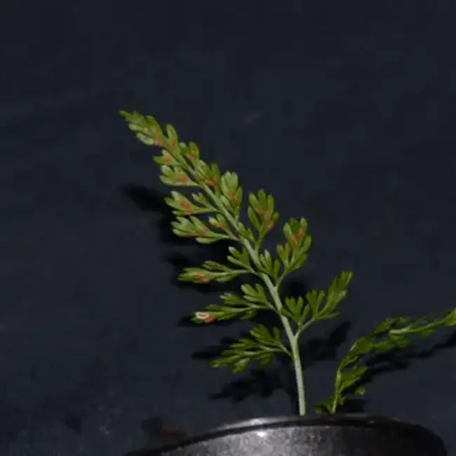 Asplenium sp. "Chazuta