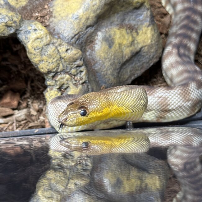 Woma Python Female 'SP'