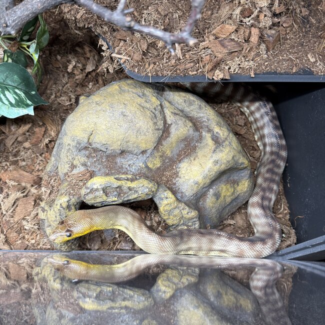 Woma Python Female 'SP'