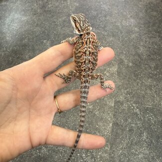 Red Bearded Dragon 'HR1'