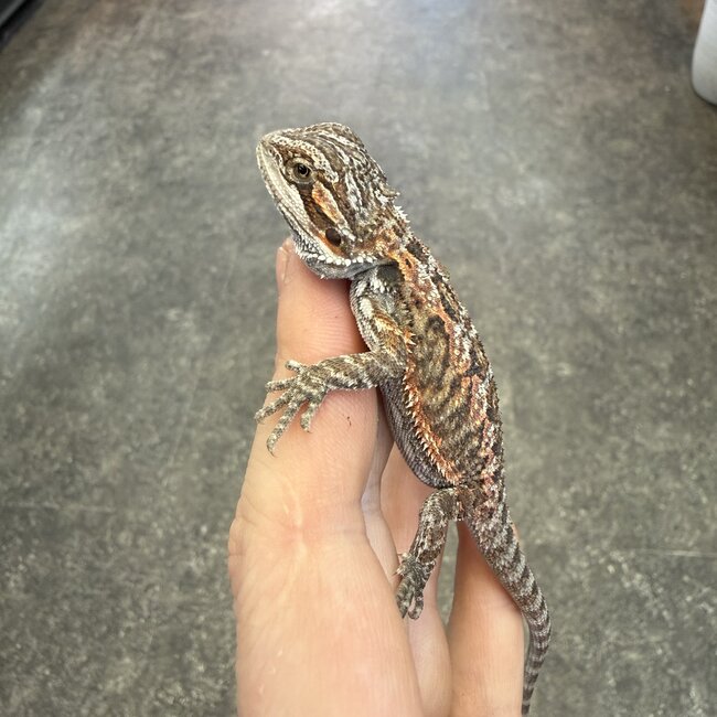Red Bearded Dragon 'HR1'