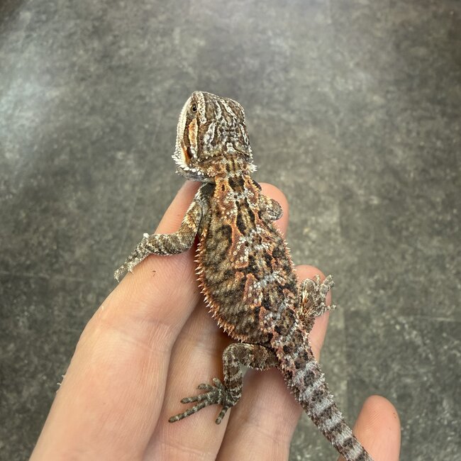 Red Bearded Dragon 'HR1'