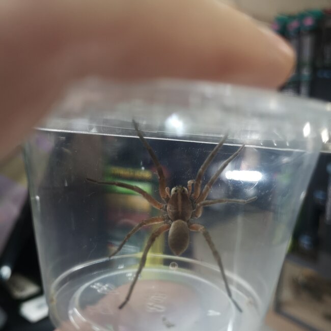 Wolf Spider Hogna SP. “Pine Giant”