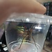 Wolf Spider Hogna SP. “Pine Giant”