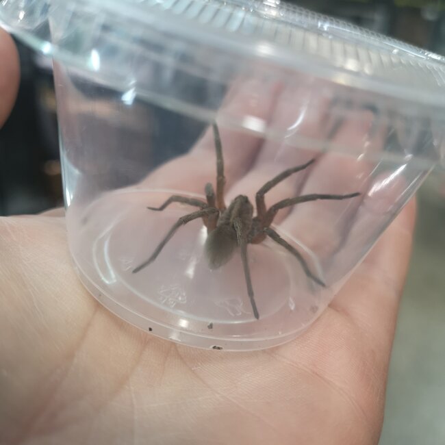 Wolf Spider Hogna SP. “Pine Giant”