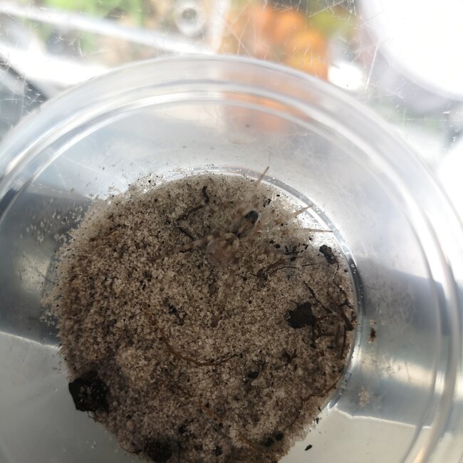 Wolf Spider Hogna lenta “White” 1"