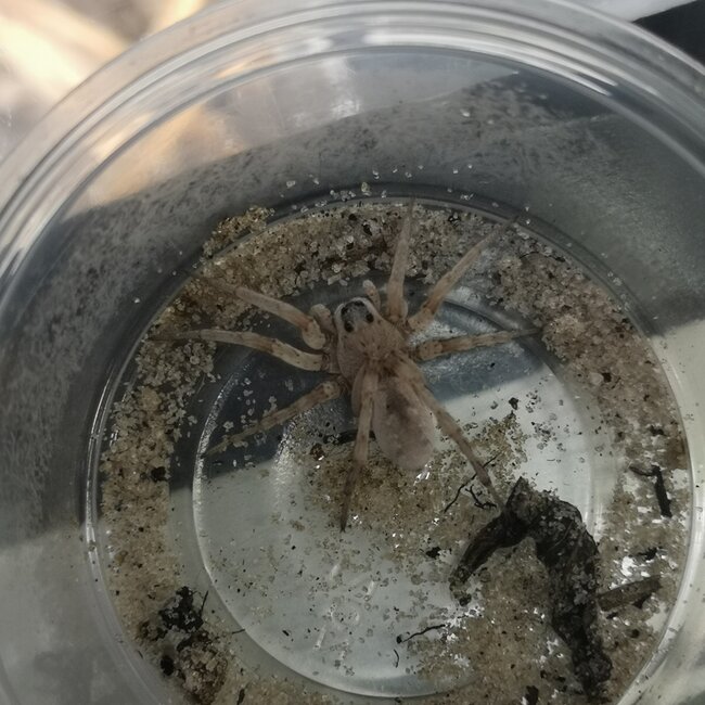 Wolf Spider Hogna lenta “White” 1"