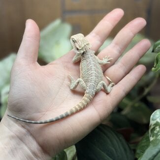 Hypo Red Bearded Dragon 'hr24'