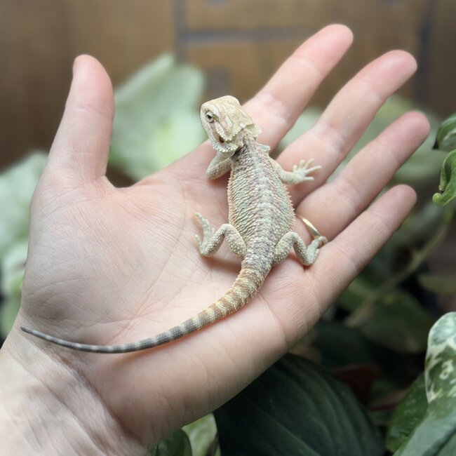 Hypo Red Bearded Dragon 'hr24'