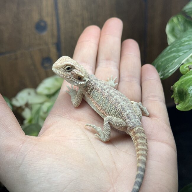 Hypo Red Bearded Dragon 'hr24'