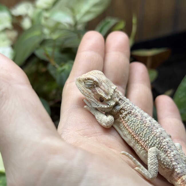 Hypo Red Bearded Dragon 'hr24'