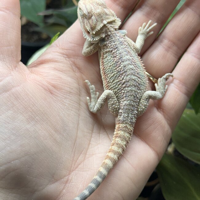 Hypo Red Bearded Dragon 'hr24'
