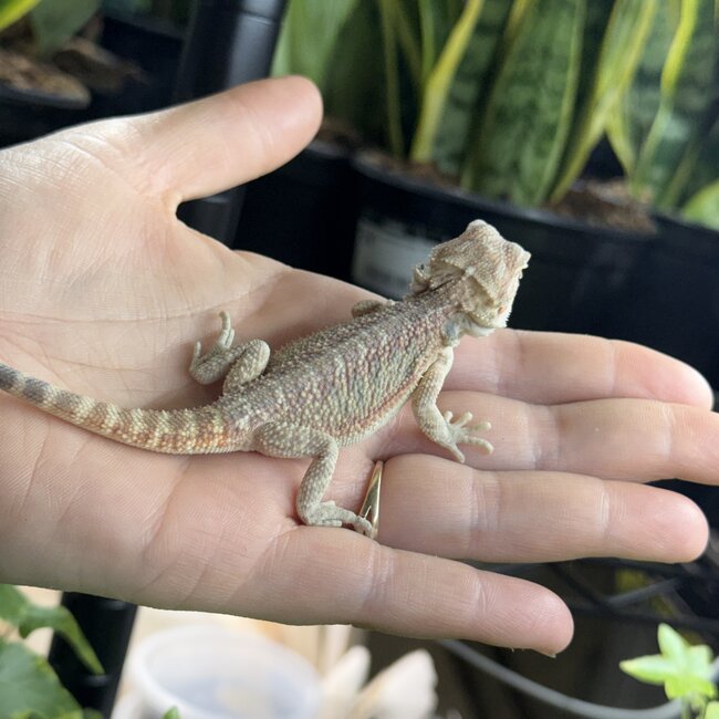 Hypo Red Bearded Dragon 'hr24'
