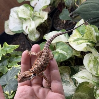 Red Bearded Dragon 'g24'