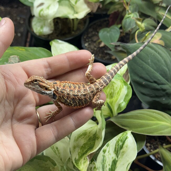Red Bearded Dragon 'g24'