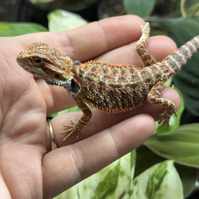 Red Bearded Dragon 'g24'