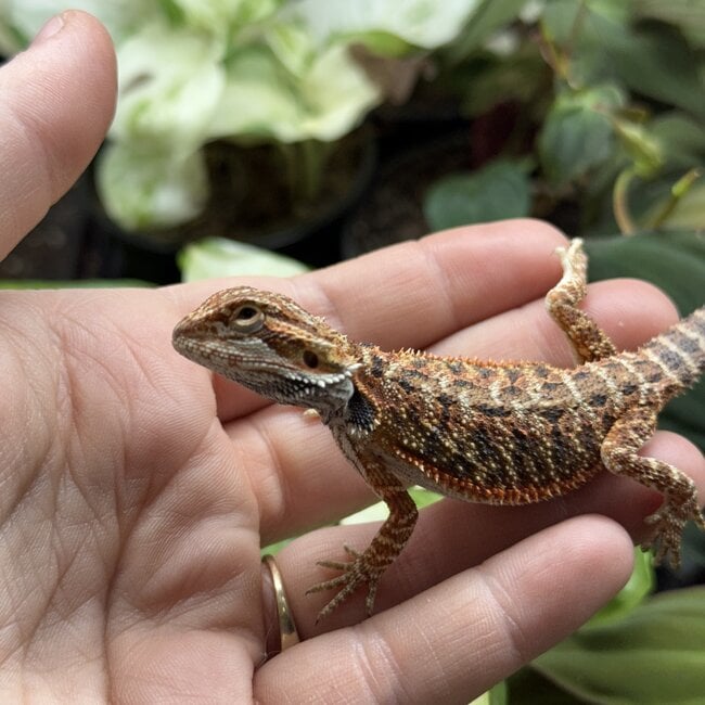 Red Bearded Dragon 'g24'