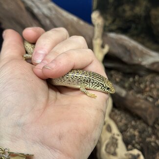 Ocellated Skink (Chalcides ocellatus)