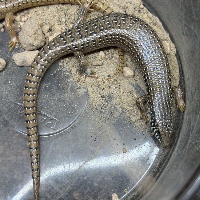 Ocellated Skink (Chalcides ocellatus)