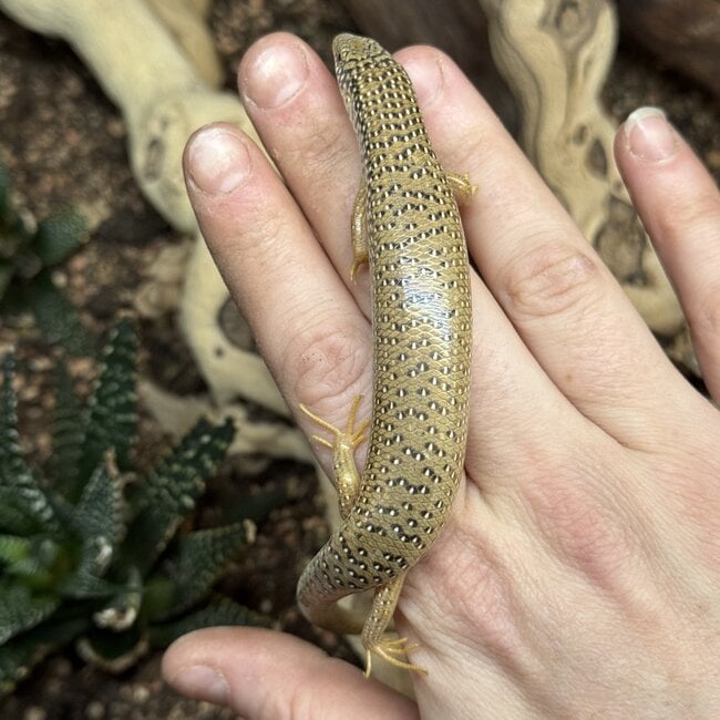 Ocellated Skink (Chalcides ocellatus)