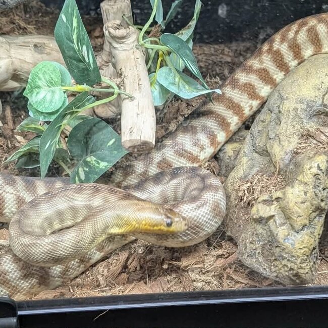 Woma Python Female 'SP'