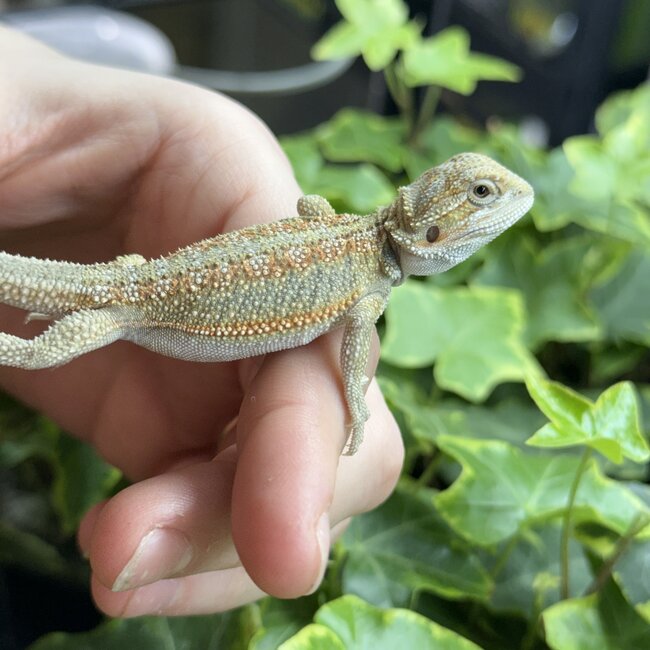 Orange Dunner Bearded Dragon 'or'