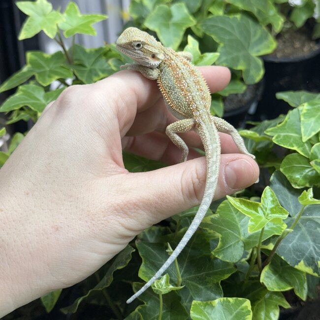 Orange Dunner Bearded Dragon 'or'