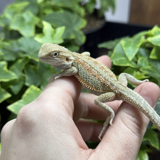 Orange Dunner Bearded Dragon 'or'