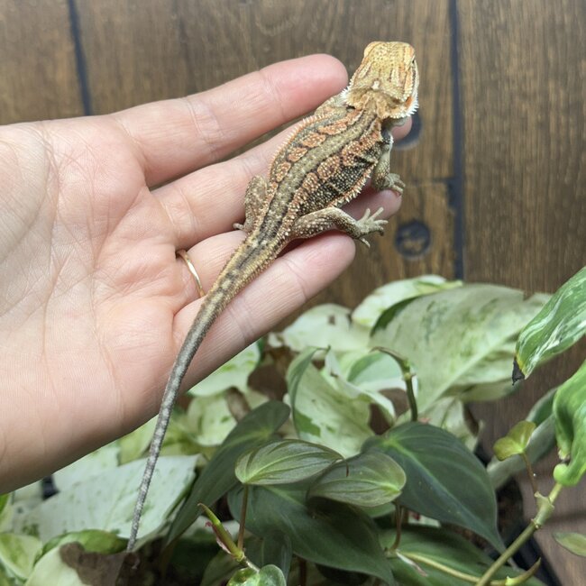 Red Dunner Bearded Dragon 'pp'