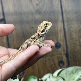 Red Dunner Bearded Dragon 'pp'