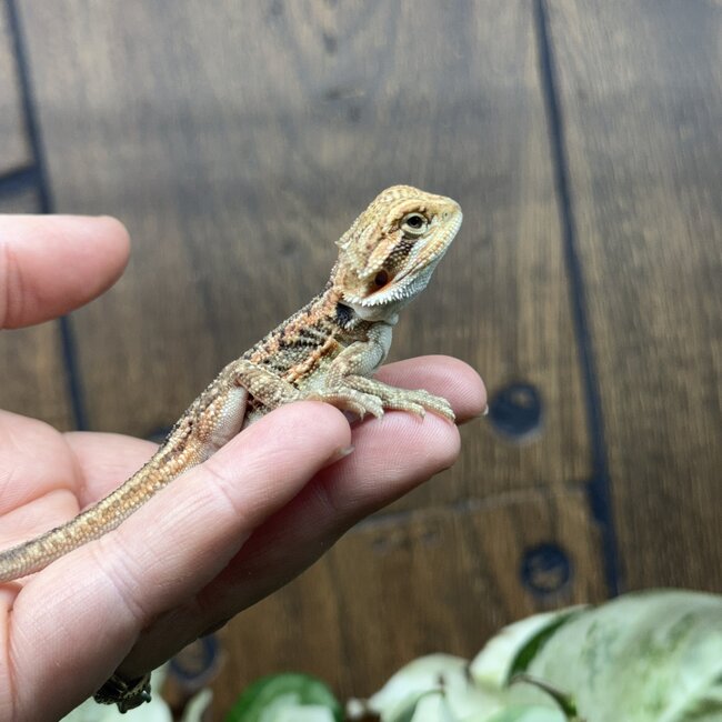 Red Dunner Bearded Dragon 'pp'