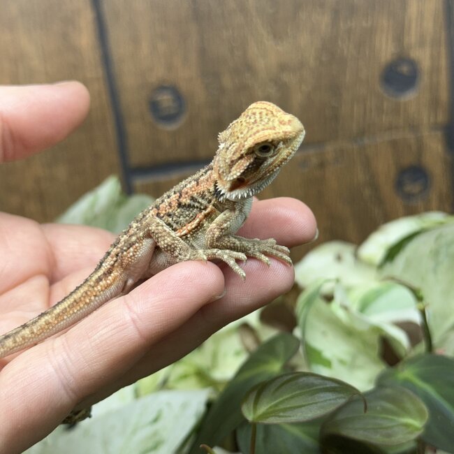 Red Dunner Bearded Dragon 'pp'