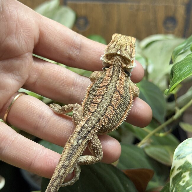 Red Dunner Bearded Dragon 'pp'