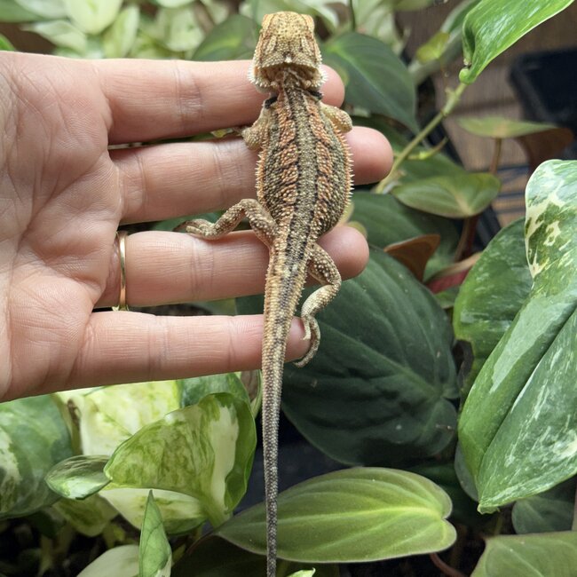 Red Dunner Bearded Dragon 'pp'